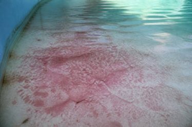 Algue rouge piscine : causes, traitement et prévention