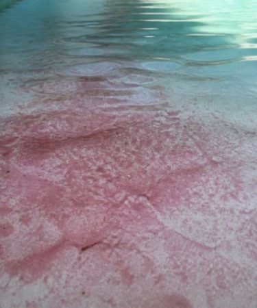 Algue rouge piscine : causes, traitement et prévention