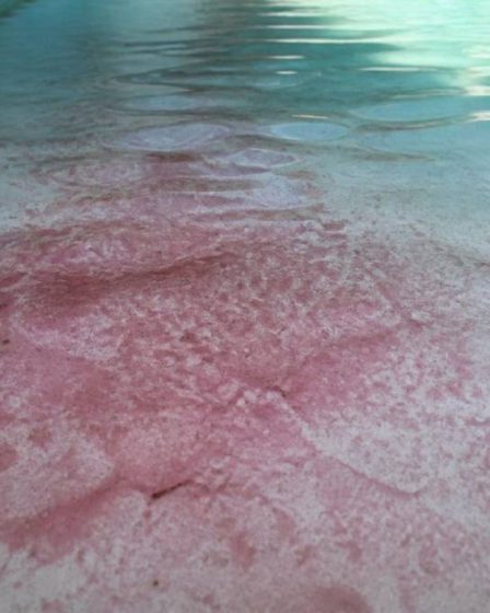 Algue rouge piscine : causes, traitement et prévention